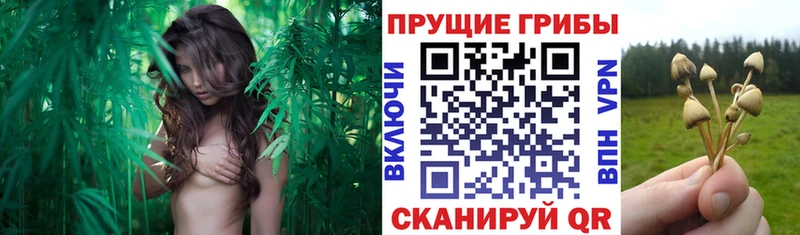 Галлюциногенные грибы MAGIC MUSHROOMS  Купить закладки  Коммунар 